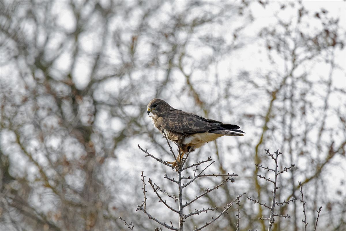 Common Buzzard
