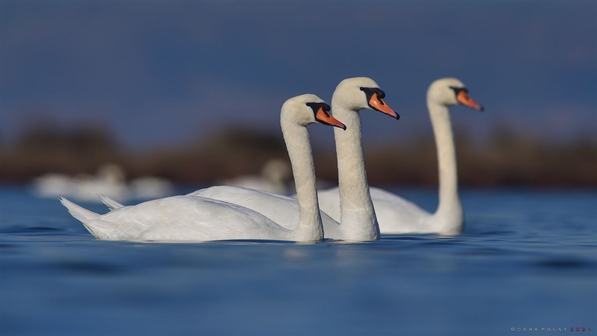 Kuğu