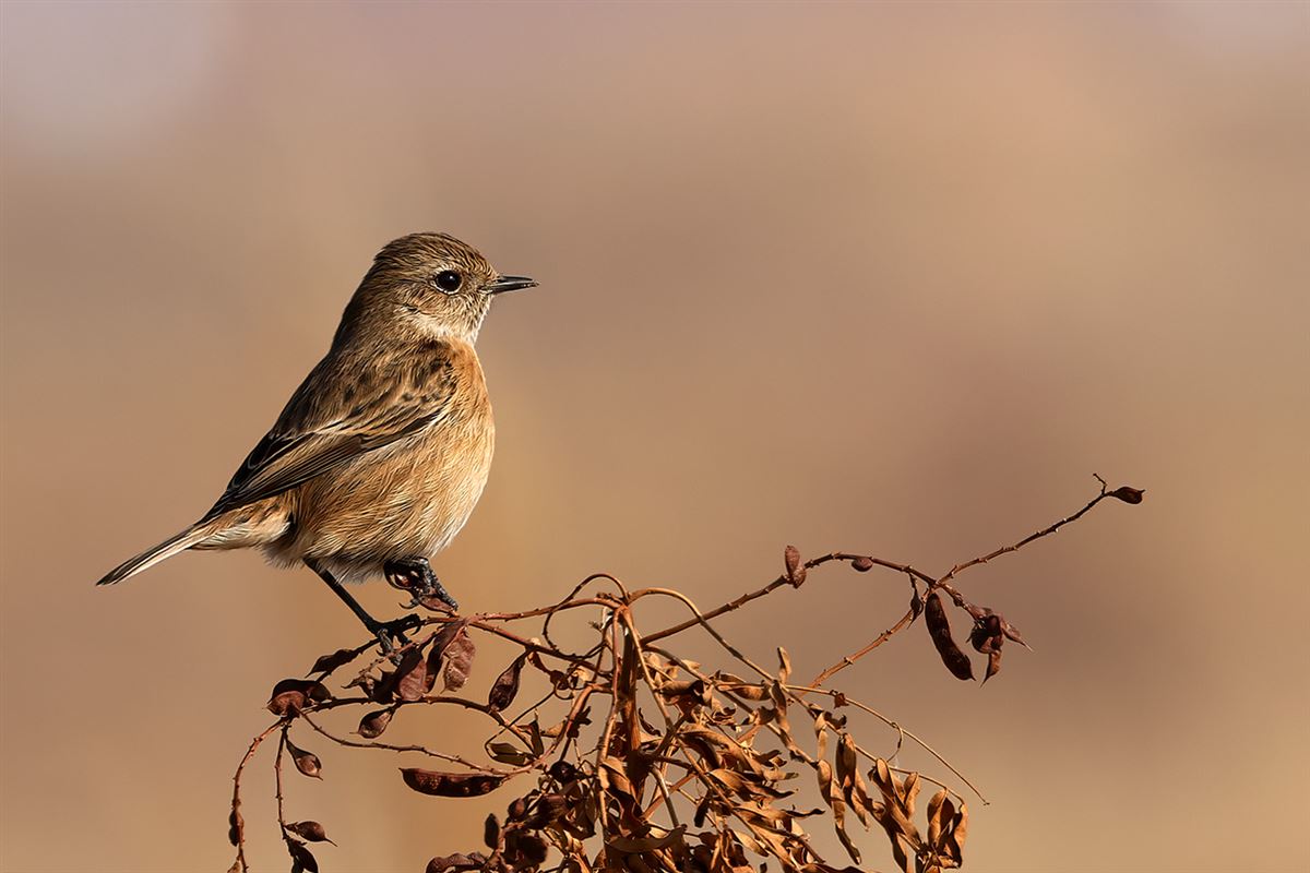 European Stonechat