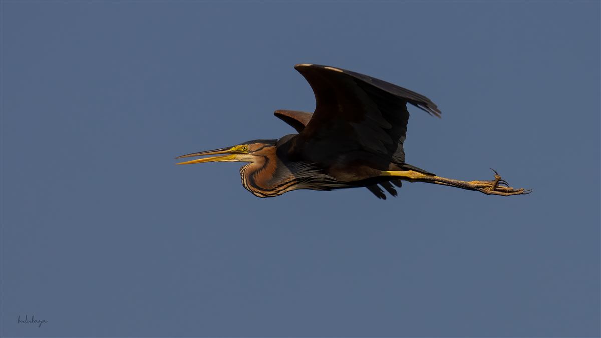 Purple Heron