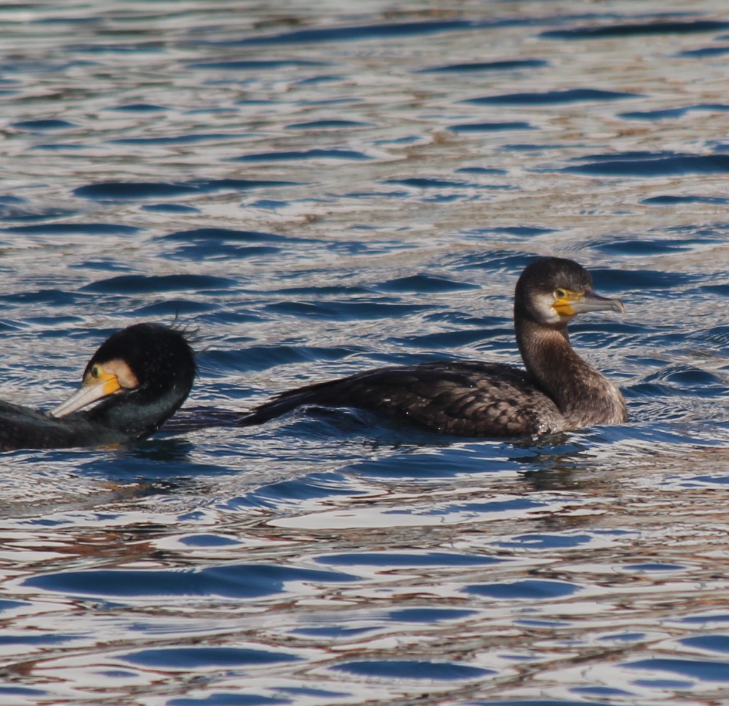 Great Cormorant