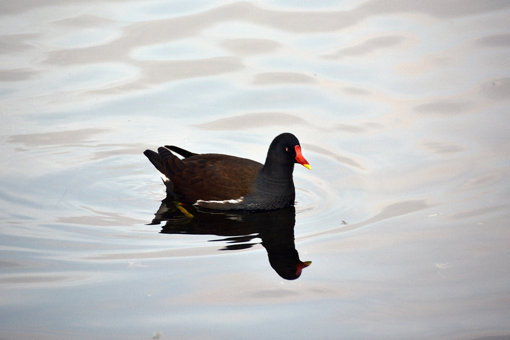Common Moorhen