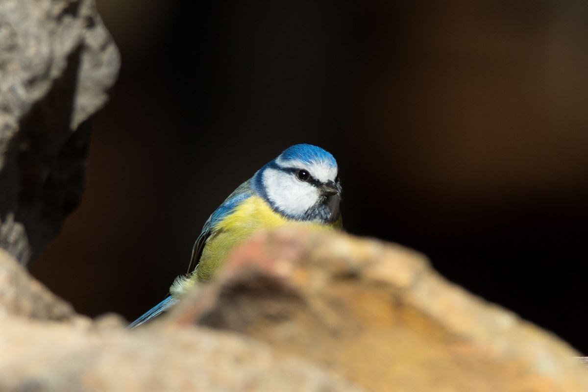 Eurasian Blue Tit