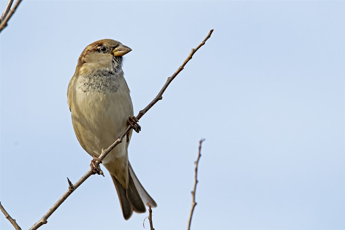 House Sparrow