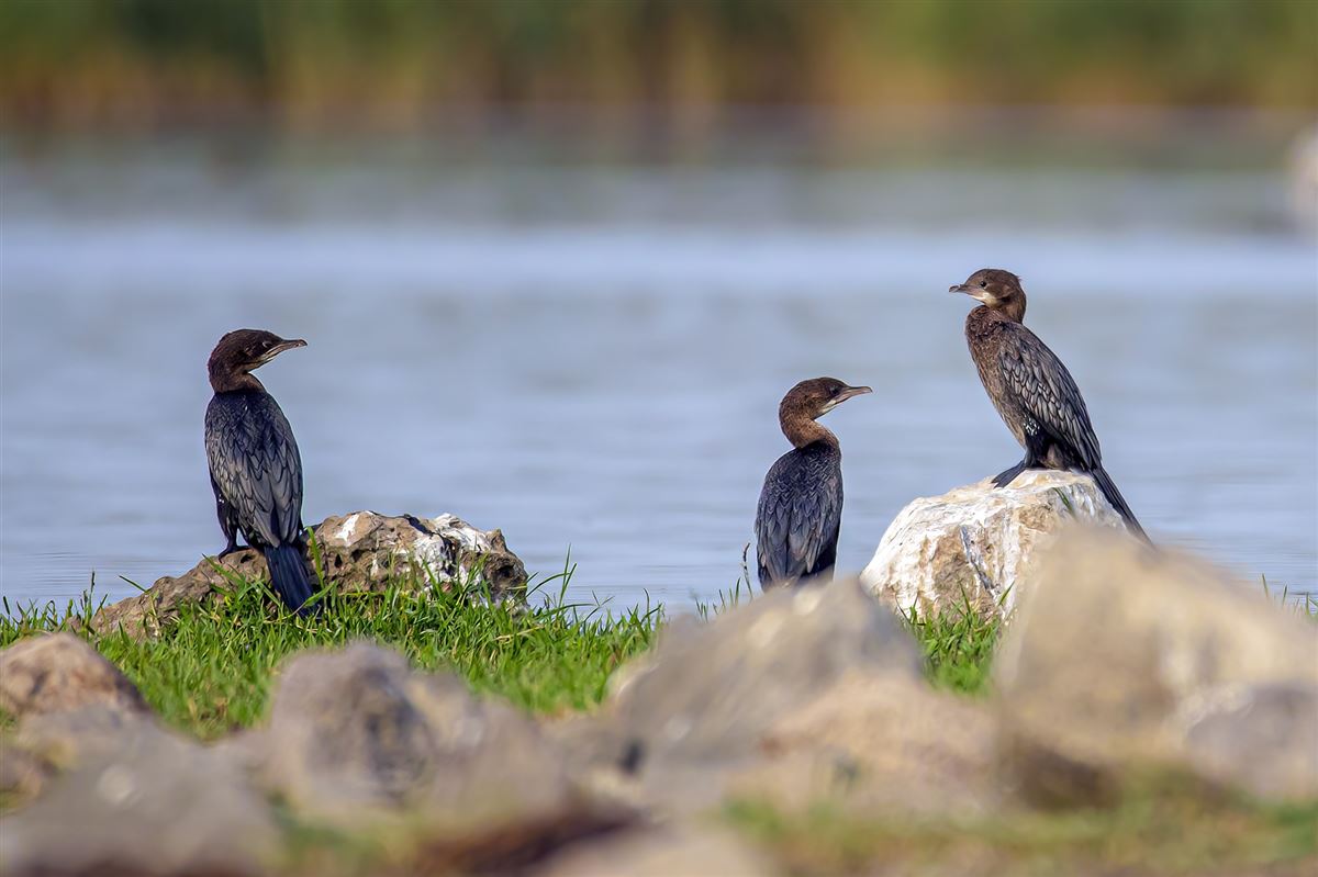 Pygmy Cormorant