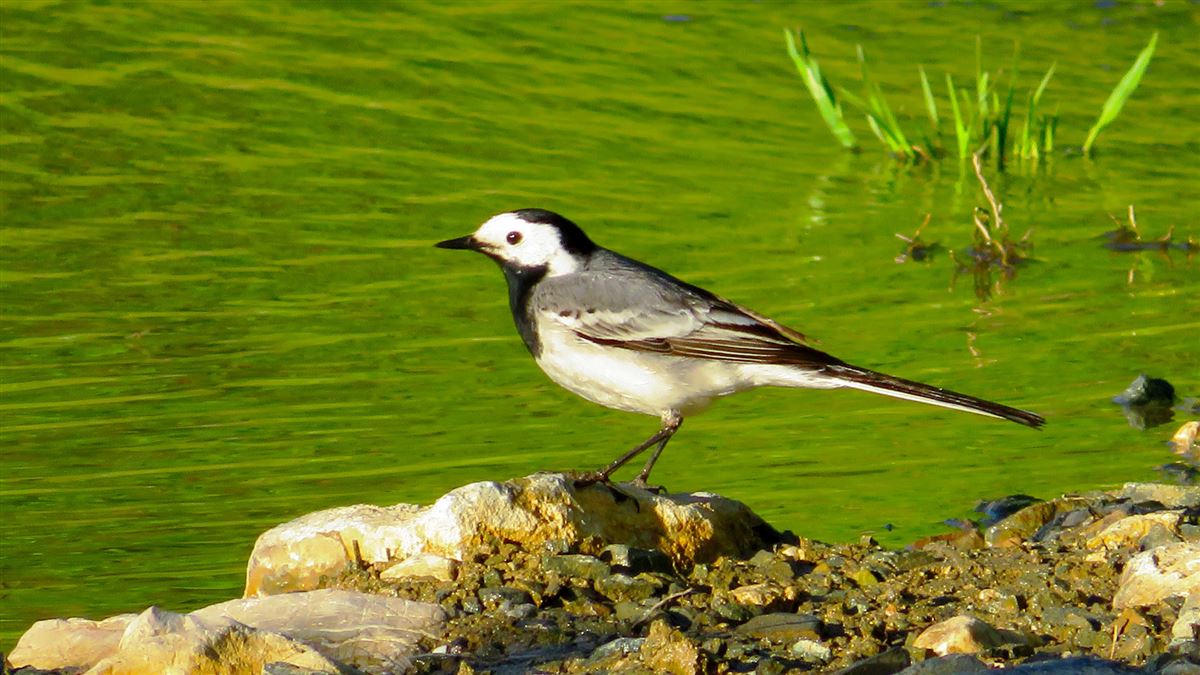 White Wagtail