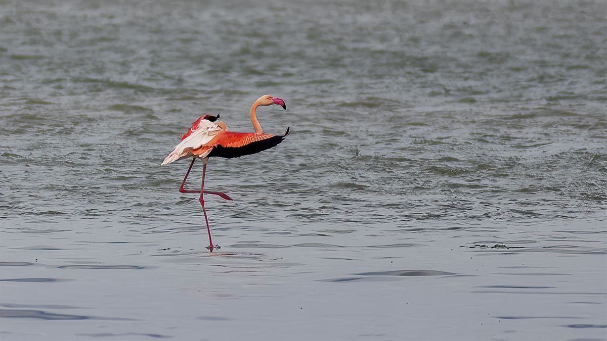 Greater Flamingo