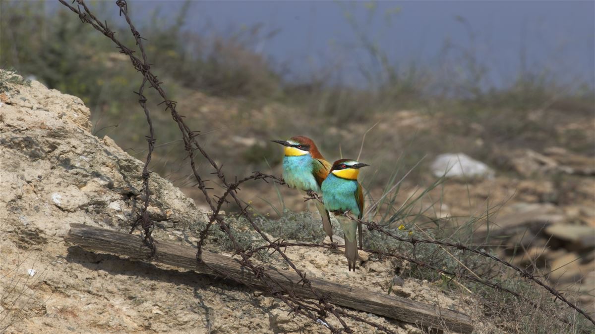 European Bee-eater