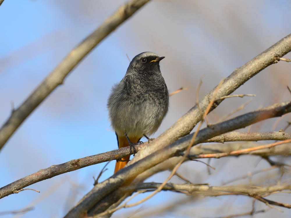 Black Redstart
