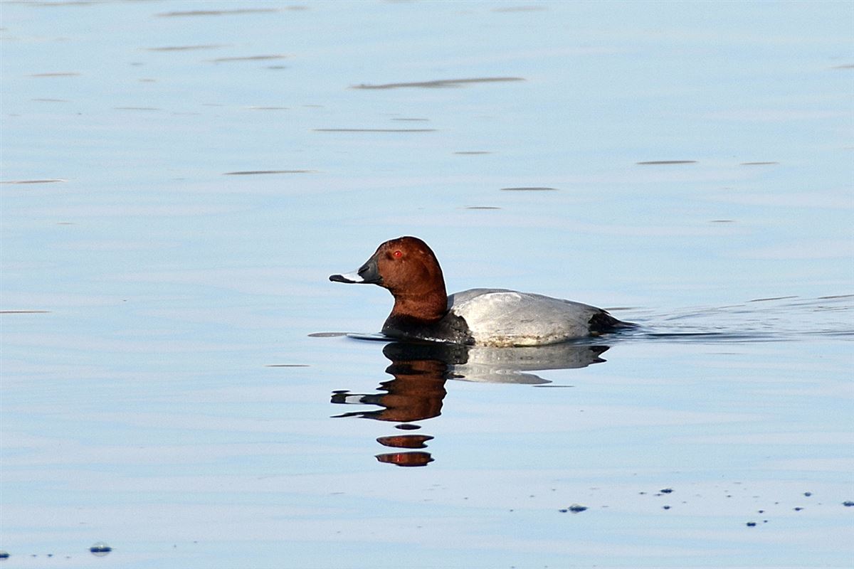 Common Pochard