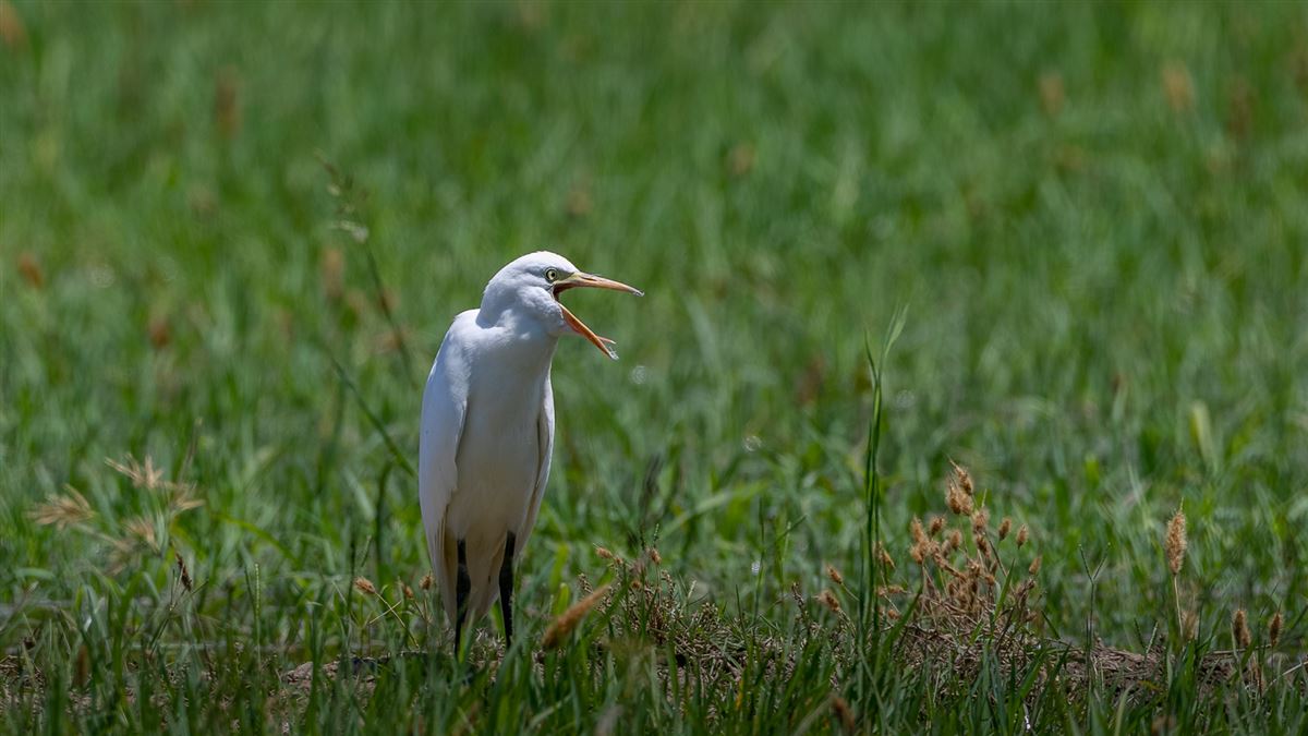 Western Cattle Egret