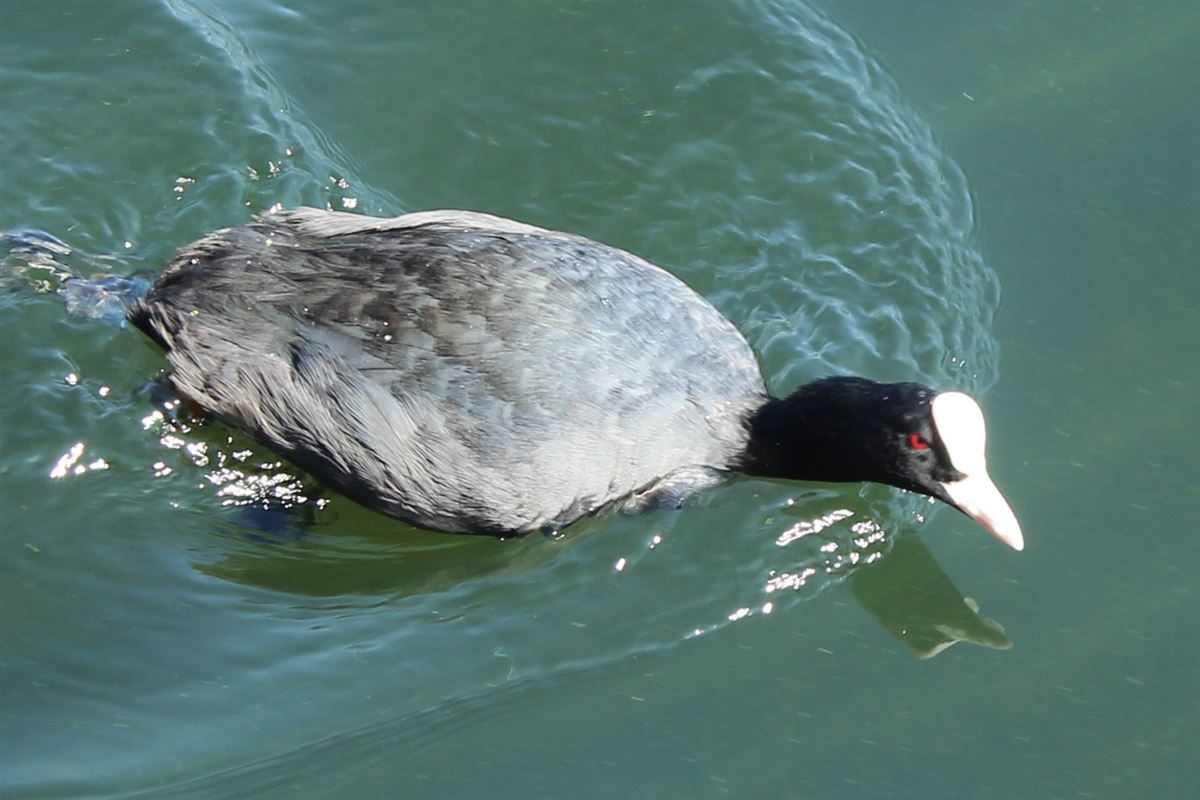 Eurasian Coot