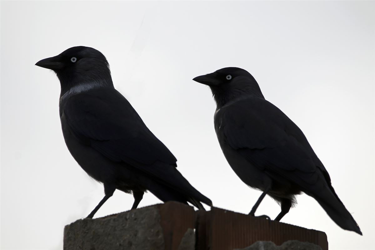 Western Jackdaw