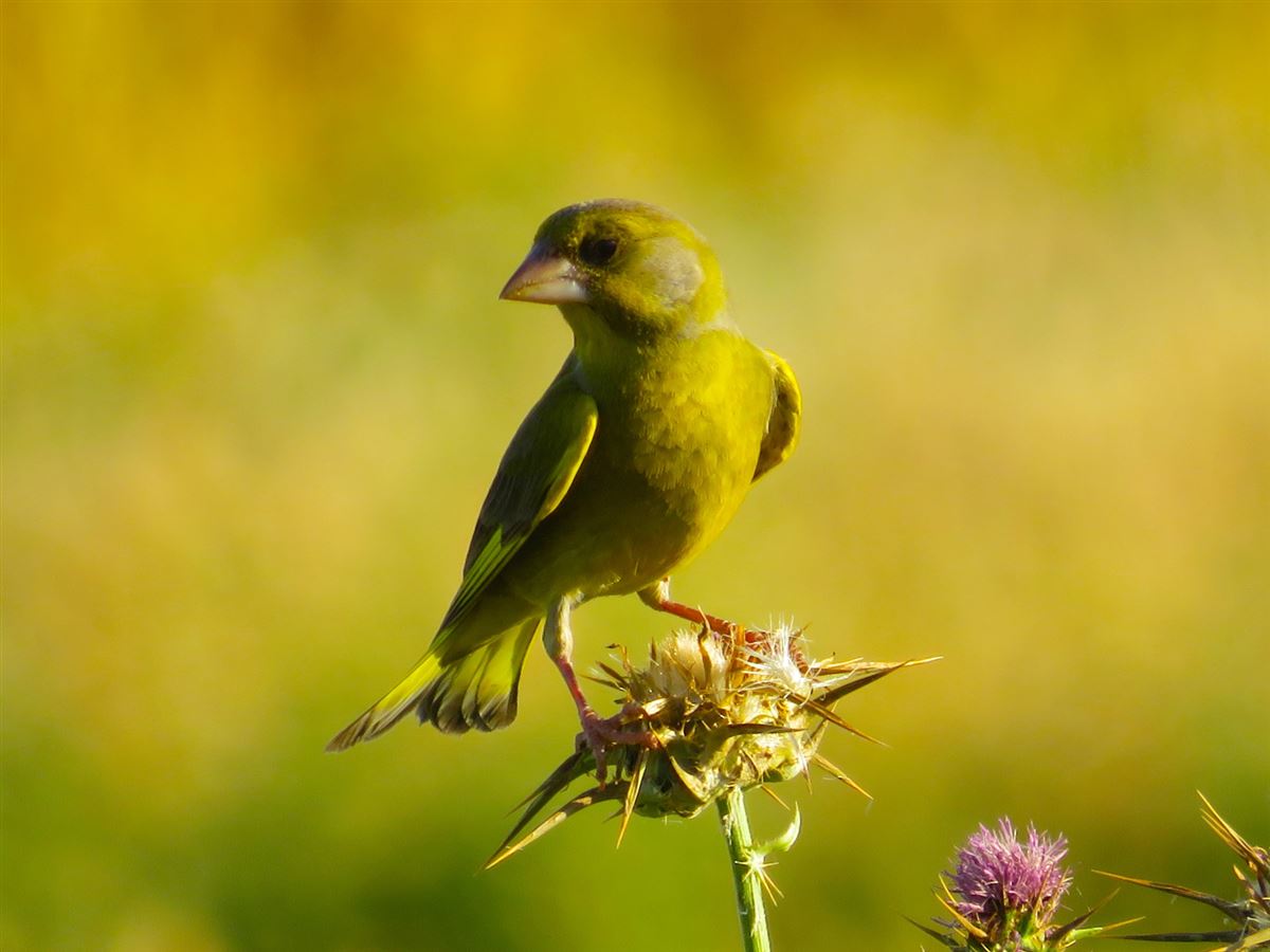 European Greenfinch