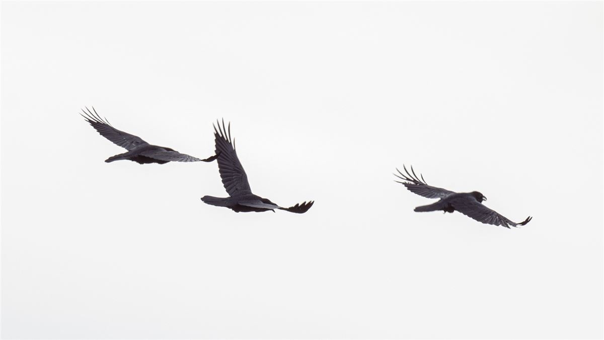 Northern Raven