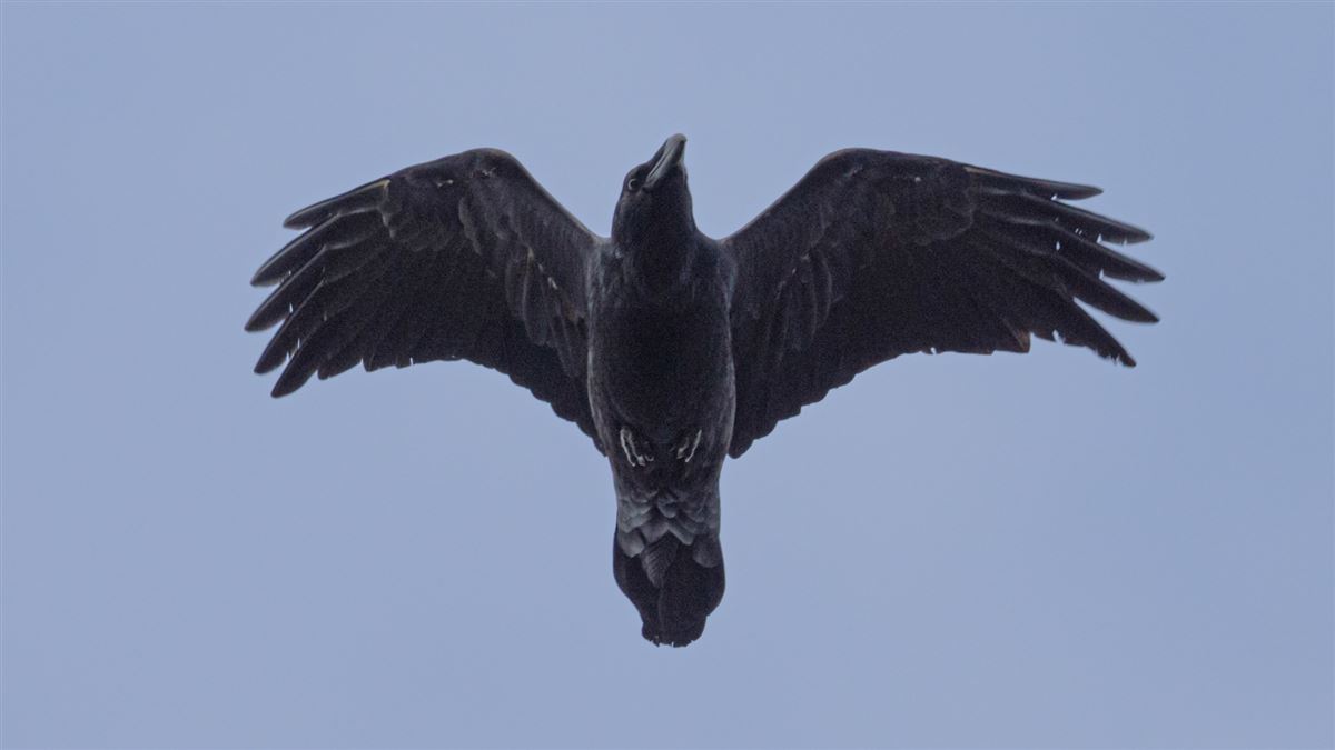Northern Raven