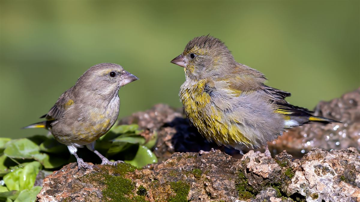 European Greenfinch