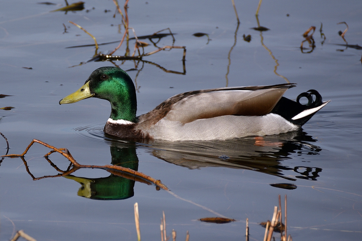 Mallard