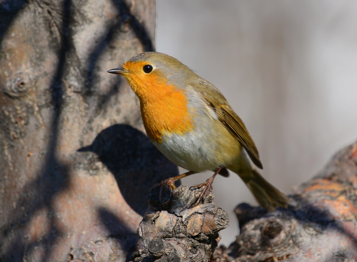 European Robin