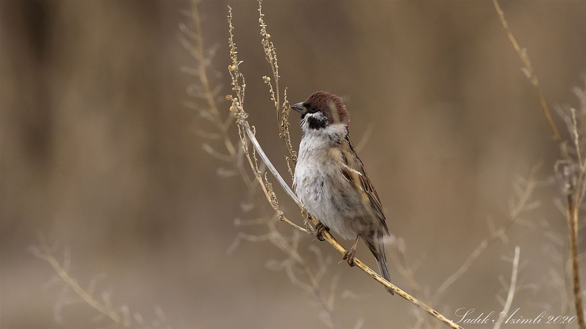 Eurasian Tree Sparrow