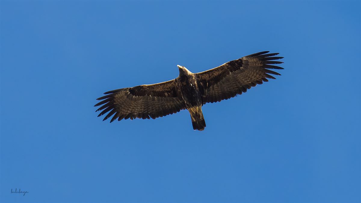 Şah Kartal