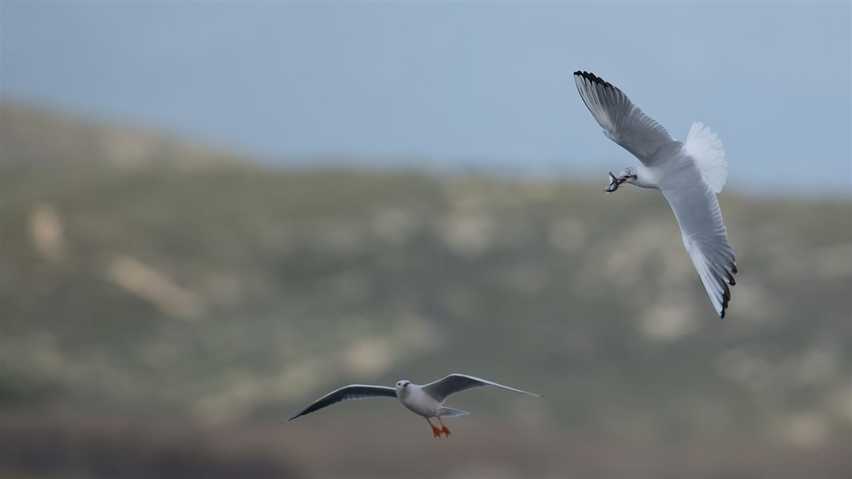 Black-headed Gull