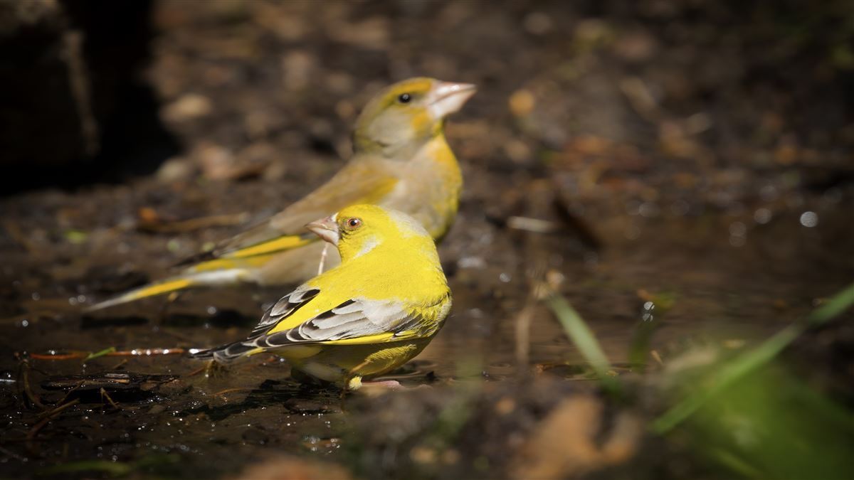 European Greenfinch
