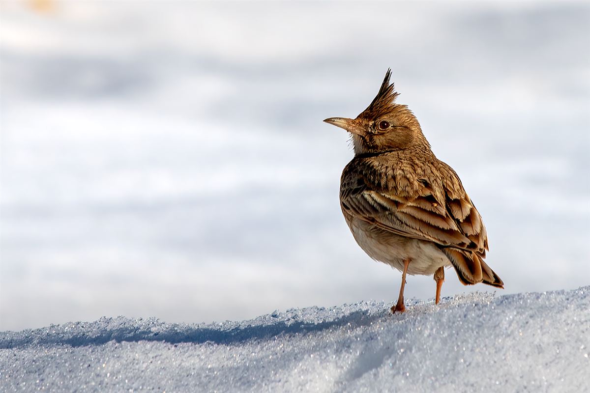 Crested Lark