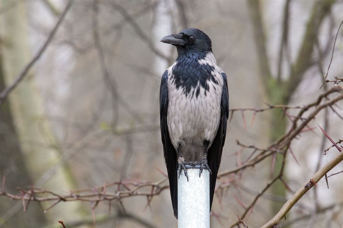 Hooded Crow