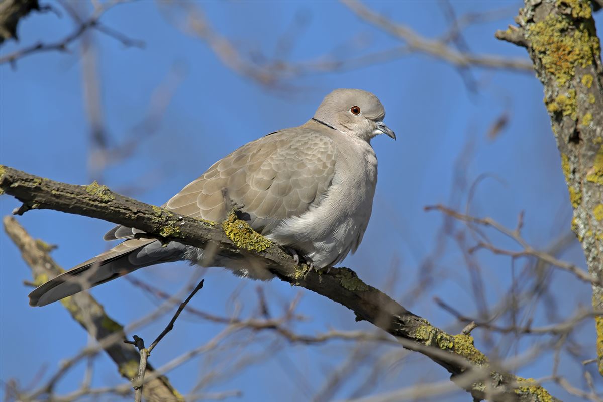 Eurasian Collared Dove