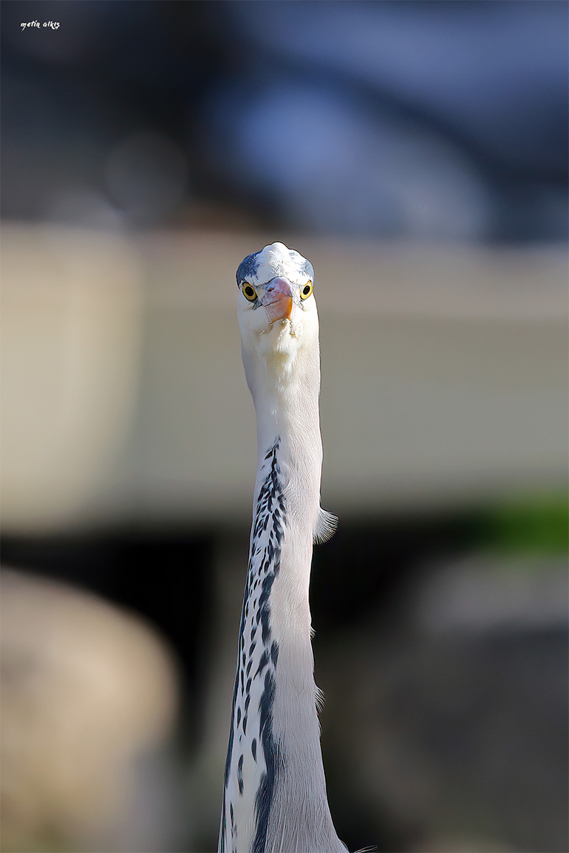Grey Heron