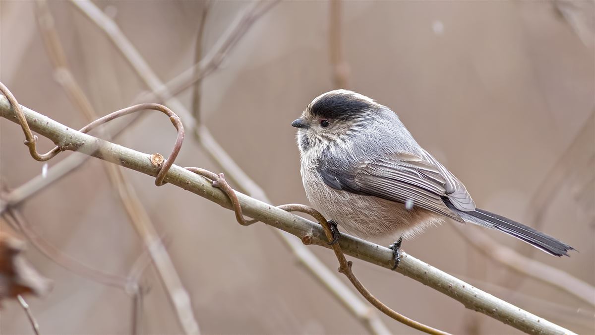 Long-tailed Tit