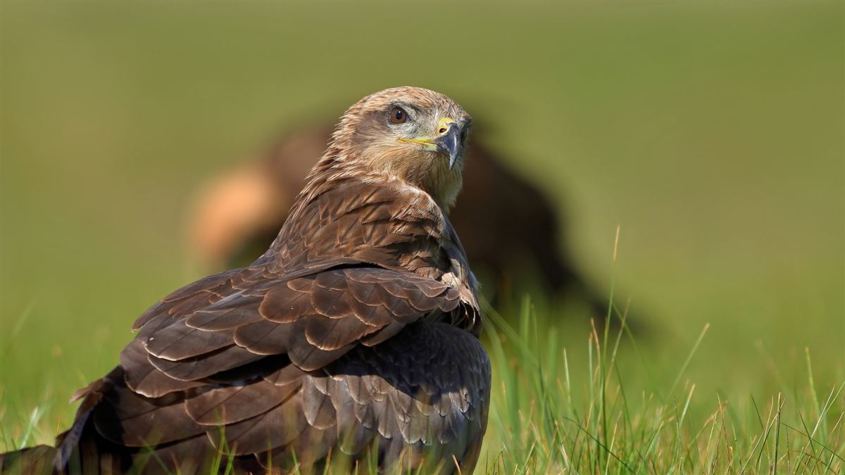 Black Kite