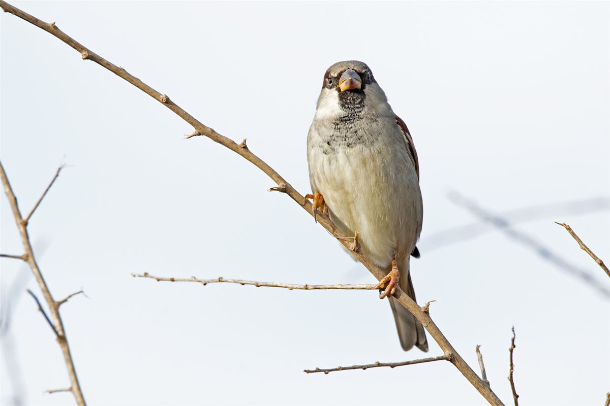 House Sparrow