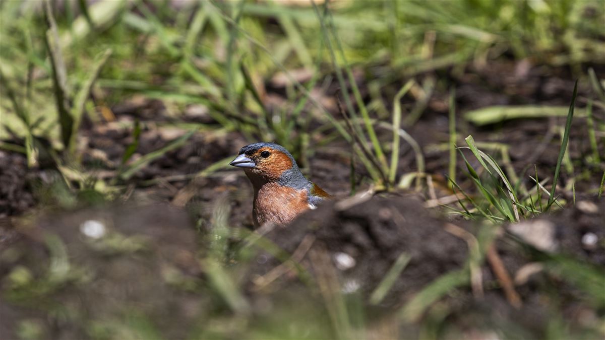 Common Chaffinch