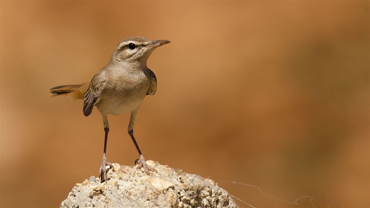 Rufous-tailed Scrub Robin