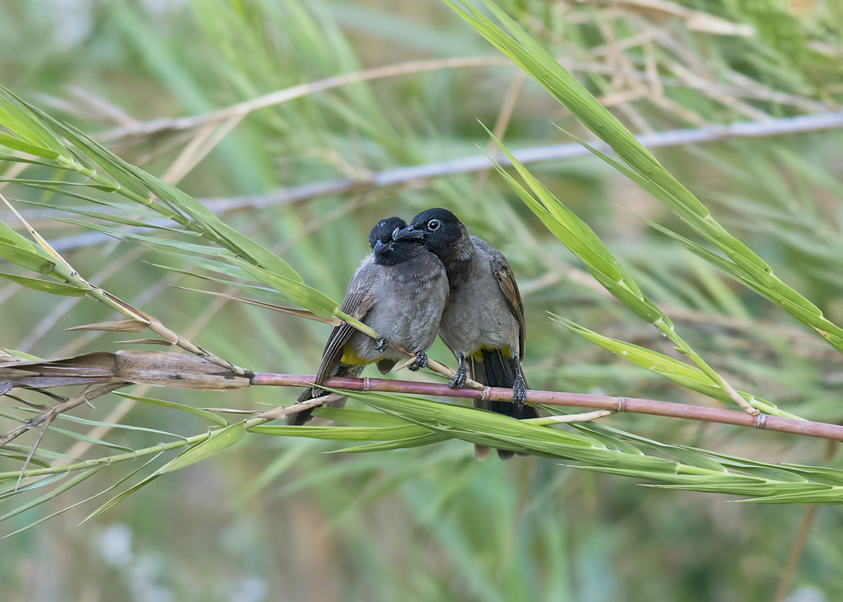 White-spectacled Bulbul