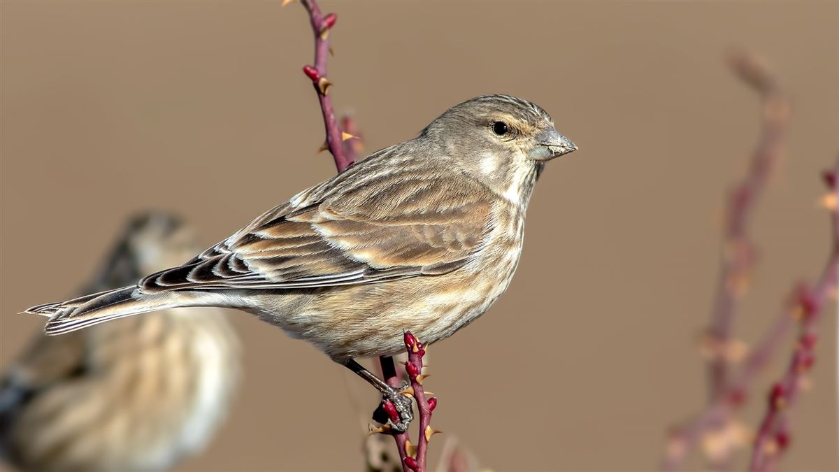 Common Linnet