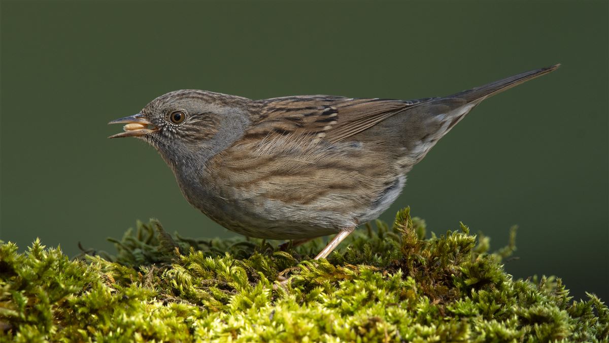 Dunnock