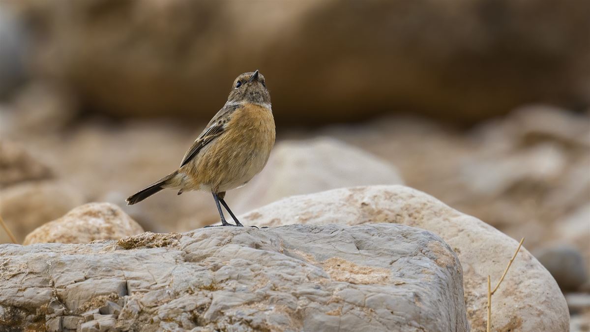 European Stonechat