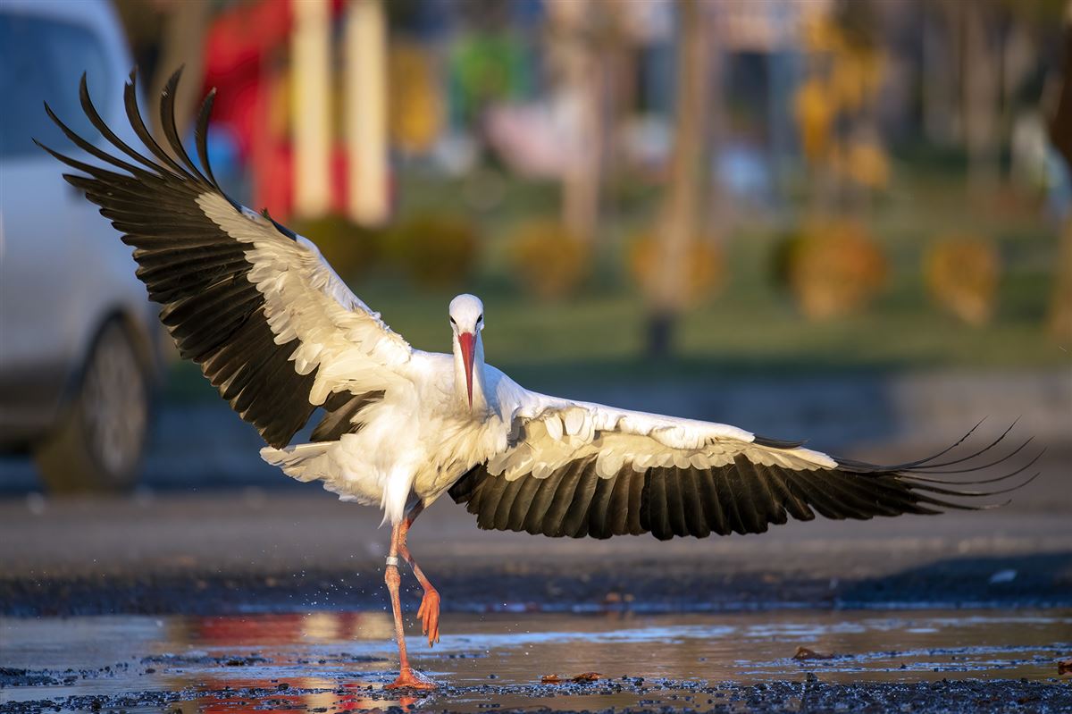 White Stork