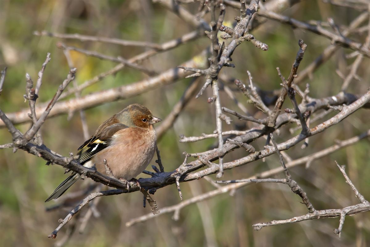 Common Chaffinch