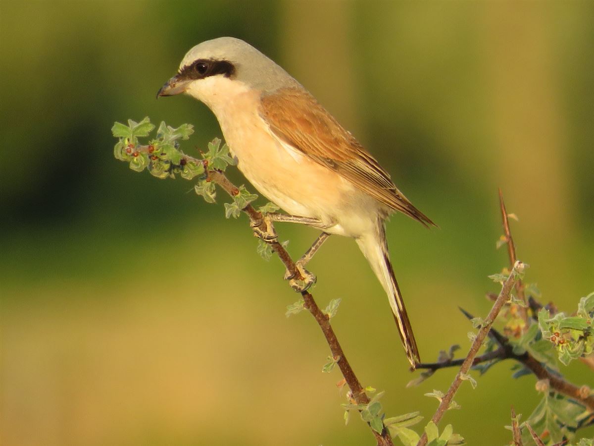 Red-backed Shrike