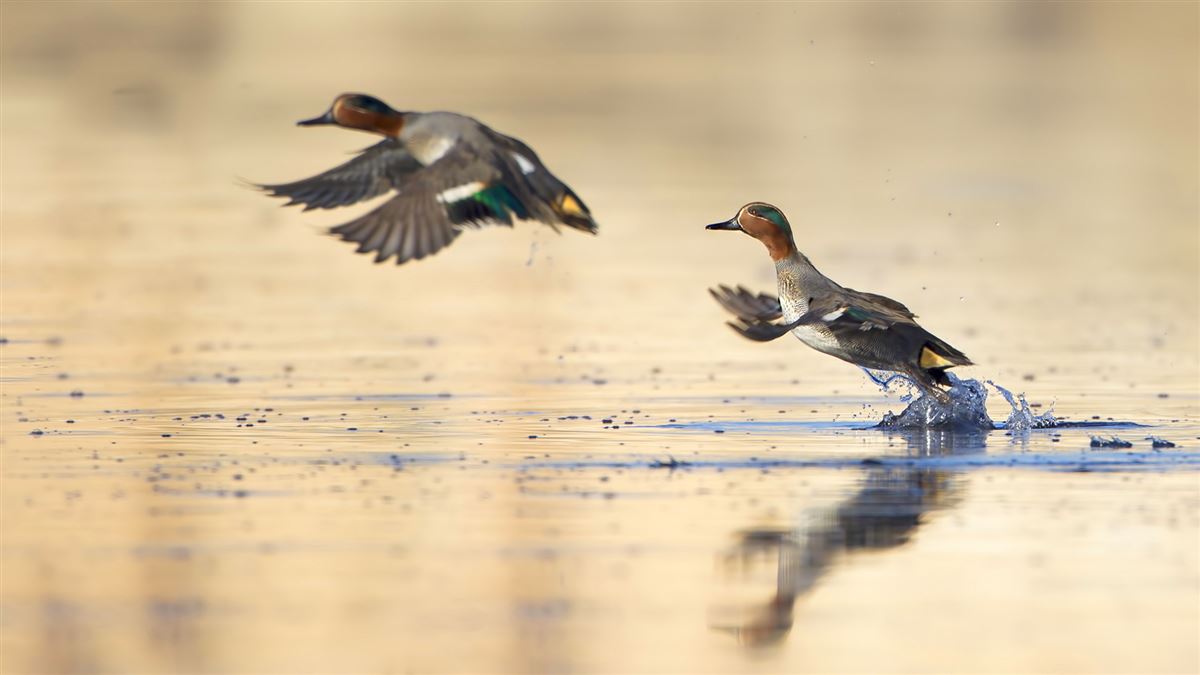 Eurasian Teal