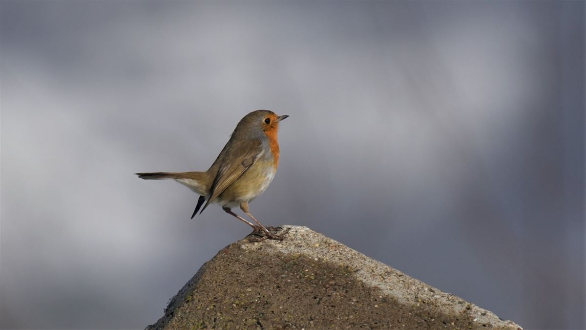 European Robin