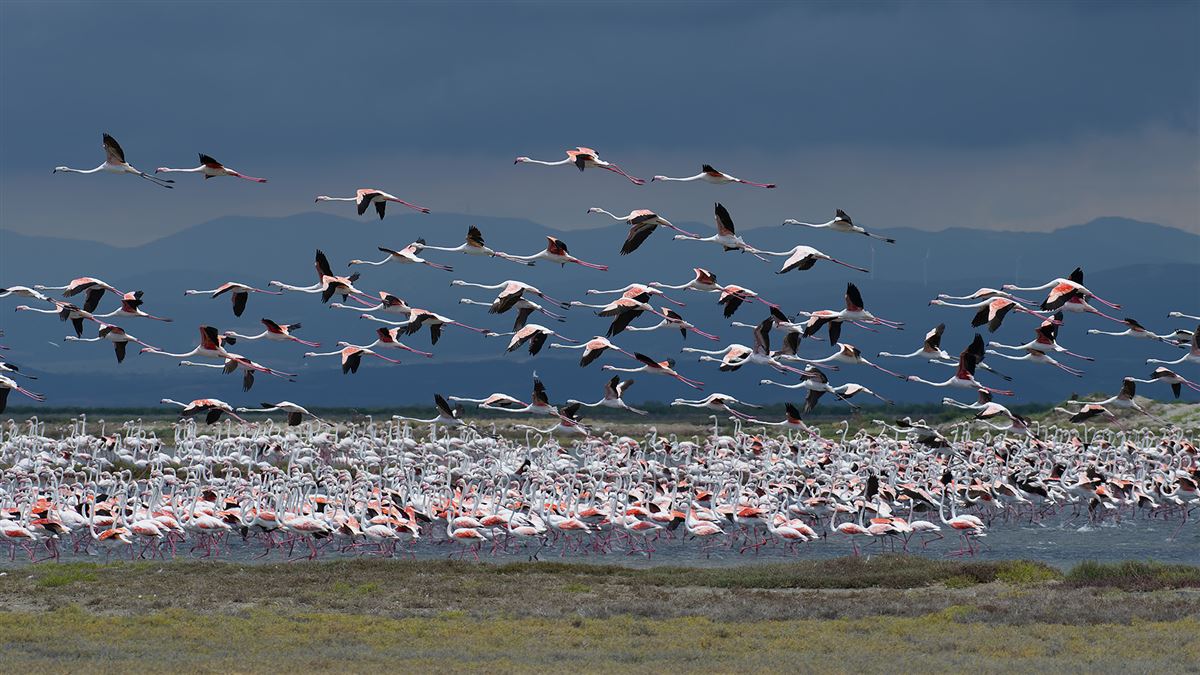 Greater Flamingo