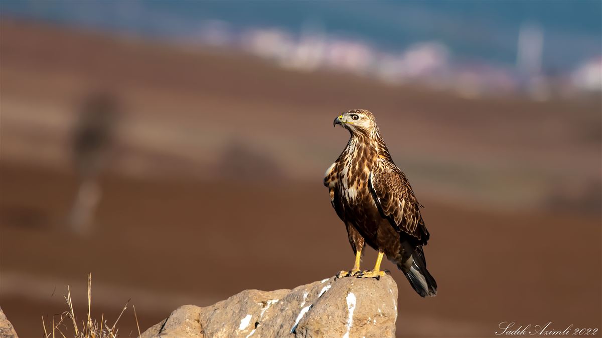 Long-legged Buzzard