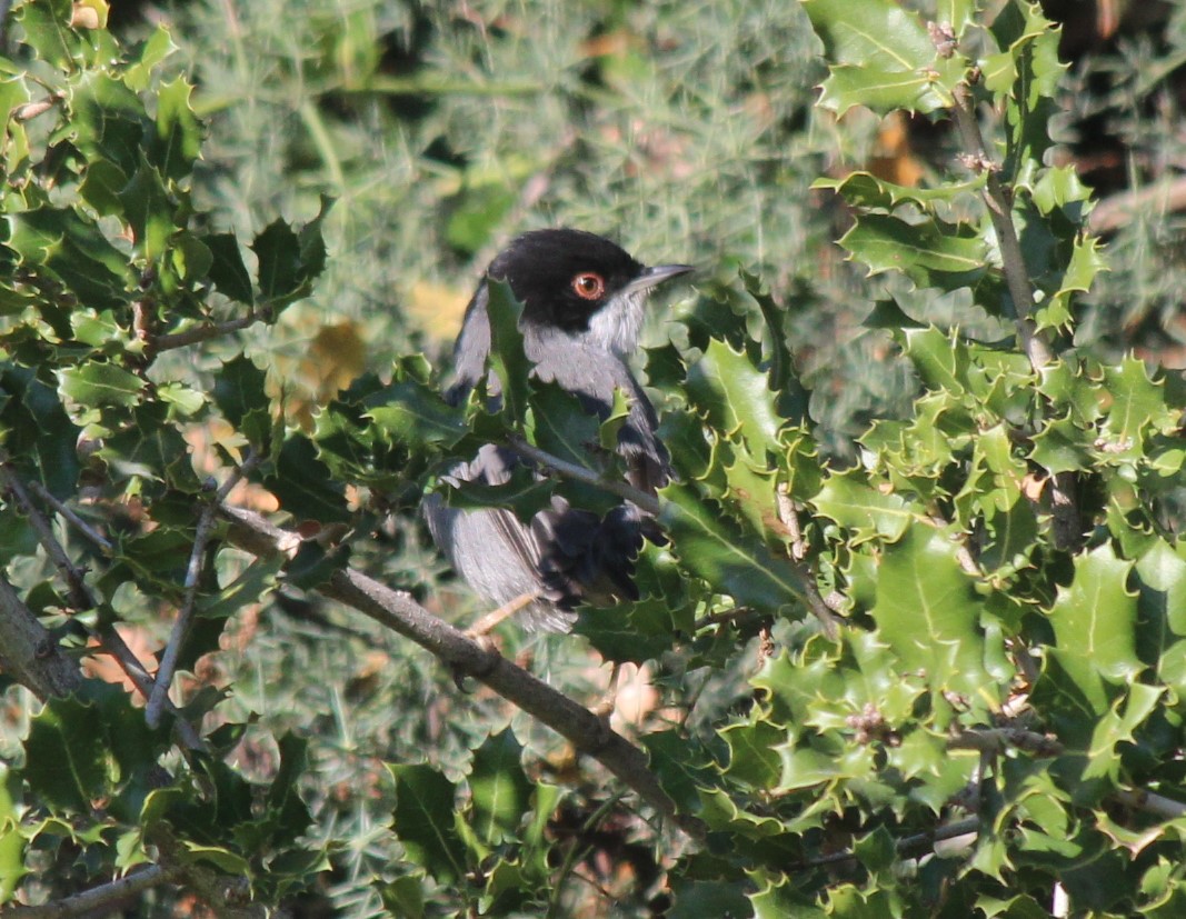 Sardinian Warbler