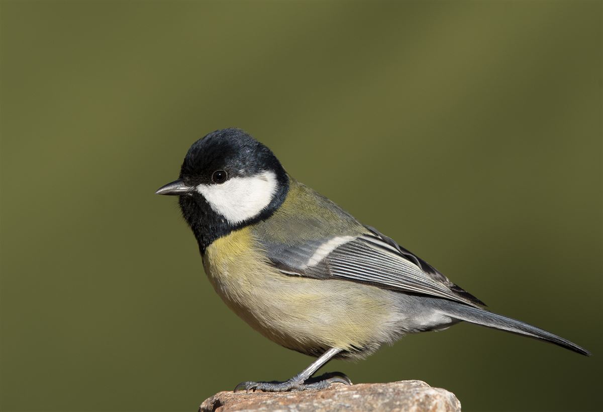 Great Tit