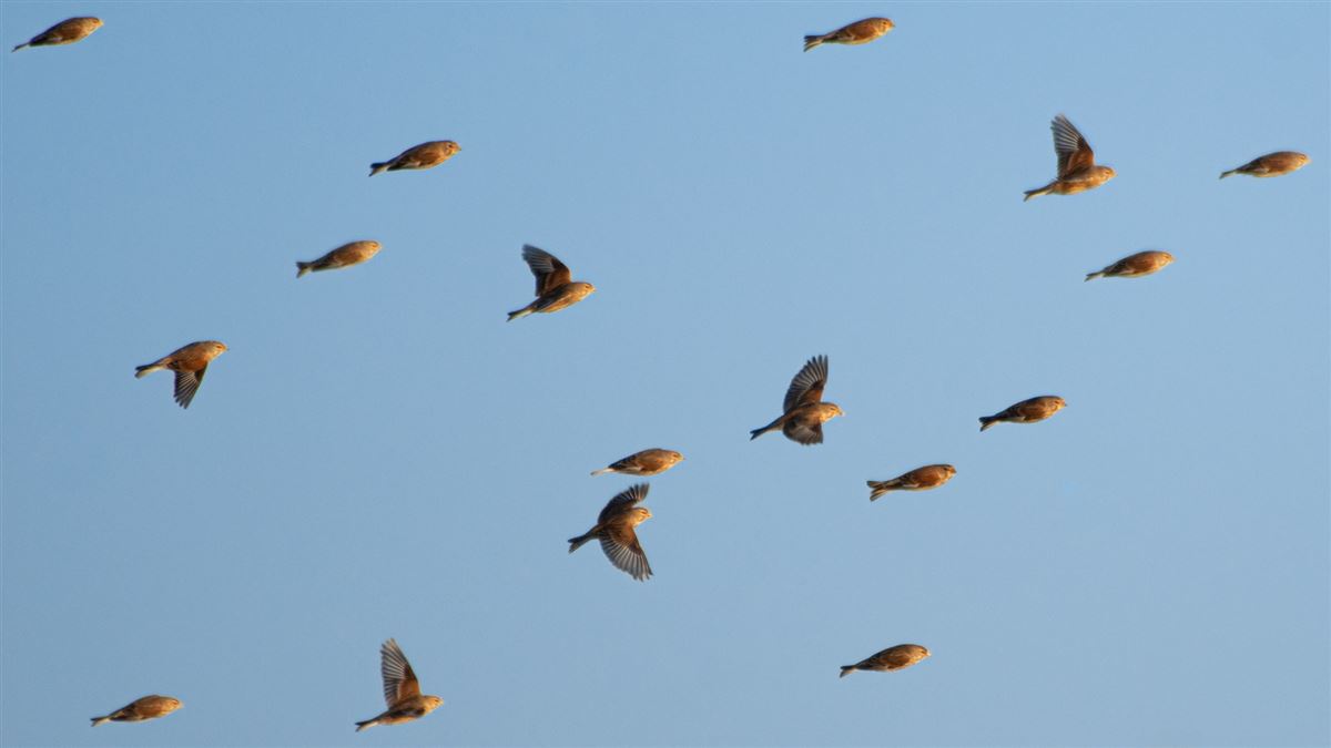 Common Linnet